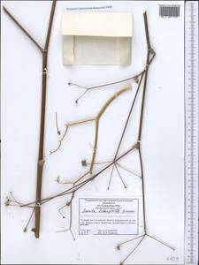 Ferula lithophila Pimenov, Middle Asia, Western Tian Shan & Karatau (M3) (Tajikistan)