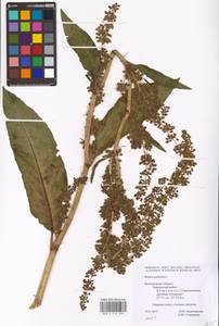 Rumex patientia L., Eastern Europe, Central forest-and-steppe region (E6) (Russia)