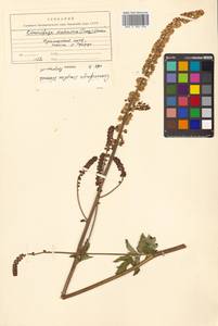 Actaea simplex (DC.) Wormsk. ex Fisch. & C. A. Mey., Siberia, Russian Far East (S6) (Russia)