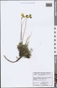 Oreomecon lapponica subsp. orientalis (Tolm.) Elvebakk & Bjerke, Siberia, Central Siberia (S3) (Russia)