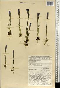 Gentianopsis barbata (Froel.) Ma, Mongolia (MONG) (Mongolia)