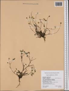 Crepis capillaris (L.) Wallr., Western Europe (EUR) (United Kingdom)