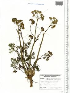 Cnidium cnidiifolium (Turcz.) Schischk., Siberia, Central Siberia (S3) (Russia)