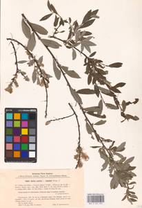 Salix aurita × repens, Eastern Europe, Latvia (E2b) (Latvia)