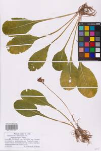 Primula elatior (L.) L., Eastern Europe, North-Western region (E2) (Russia)