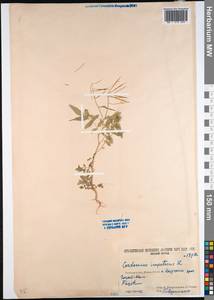Cardamine impatiens L., Caucasus, South Ossetia (K4b) (South Ossetia)