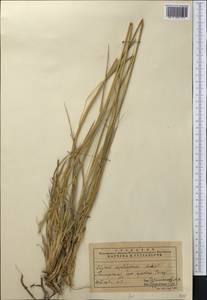 Leymus kopetdaghensis (Roshev.) Tzvelev, Middle Asia, Pamir & Pamiro-Alai (M2) (Turkmenistan)