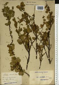 Betula humilis Schrank, Eastern Europe, Moscow region (E4a) (Russia)