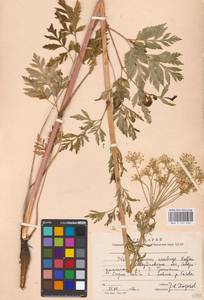 Pleurospermum uralense Hoffm., Eastern Europe, Eastern region (E10) (Russia)