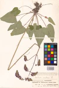 MHA 0 156 208, Salvia nutans L., Eastern Europe, Lower Volga region (E9) (Russia)