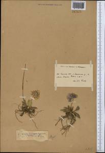 Primula warshenewskiana subsp. olgae (Regel) Halda, Middle Asia, Northern & Central Tian Shan (M4) (Kyrgyzstan)