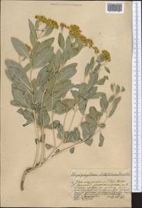 Haplophyllum latifolium Kar. & Kir., Middle Asia, Western Tian Shan & Karatau (M3) (Kazakhstan)