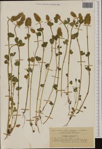 Trifolium incarnatum subsp. molinerii (Hornem.)Syme, Western Europe (EUR) (Romania)