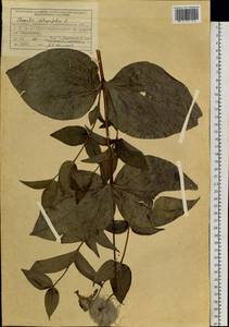 Clematis integrifolia L., Siberia, Western (Kazakhstan) Altai Mountains (S2a) (Kazakhstan)