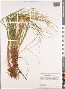 Carex vanheurckii Müll.Arg., Siberia, Russian Far East (S6) (Russia)