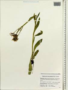 Tephroseris turczaninovii (DC.) Holub, Siberia, Baikal & Transbaikal region (S4) (Russia)