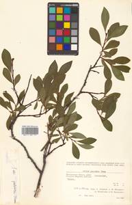 Salix pulchra subsp. pulchra, Siberia, Chukotka & Kamchatka (S7) (Russia)
