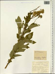 Filipendula ulmaria (L.) Maxim., South Asia, South Asia (Asia outside ex-Soviet states and Mongolia) (ASIA) (Turkey)