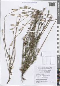 Papaver dubium subsp. stevenianum (Mikheev) Kubát & Šípošová, Eastern Europe, Central region (E4) (Russia)