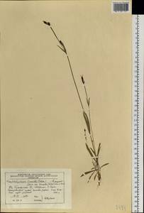 Silene involucrata subsp. tenella (Tolm.) Bocquet, Siberia, Central Siberia (S3) (Russia)