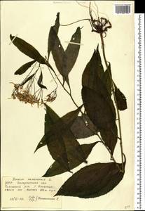 Senecio nemorensis L., Eastern Europe, West Ukrainian region (E13) (Ukraine)