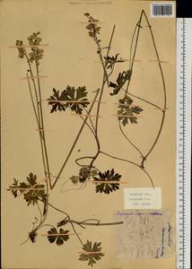 Aconitum ranunculoides Turcz., Siberia, Baikal & Transbaikal region (S4) (Russia)