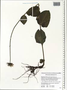 Doronicum altaicum Pall., Siberia, Baikal & Transbaikal region (S4) (Russia)