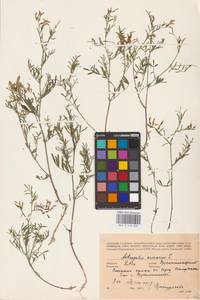 Astragalus arenarius L., Eastern Europe, Lithuania (E2a) (Lithuania)