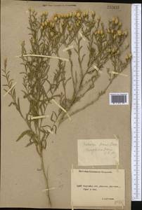 Rhaponticum repens (L.) Hidalgo, Middle Asia, Northern & Central Kazakhstan (M10) (Kazakhstan)