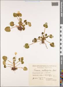 Ficaria calthifolia Rchb., Caucasus, Stavropol Krai, Karachay-Cherkessia & Kabardino-Balkaria (K1b) (Russia)