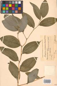 Disporum viridescens (Maxim.) Nakai, Siberia, Russian Far East (S6) (Russia)