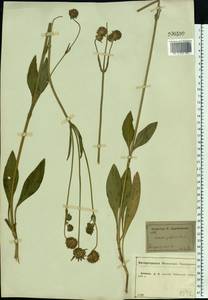 Succisa pratensis Moench, Eastern Europe, Central forest-and-steppe region (E6) (Russia)