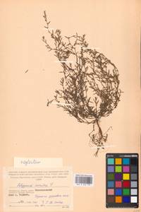 Polygonum neglectum Besser, Eastern Europe, Moscow region (E4a) (Russia)
