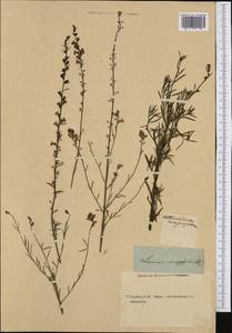 Linaria repens (L.) Mill., Western Europe (EUR) (Not classified)