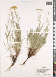Tanacetum, Eastern Europe, Lower Volga region (E9) (Russia)