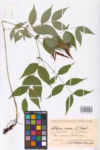 Lathyrus vernus (L.) Bernh., Eastern Europe, Lower Volga region (E9) (Russia)