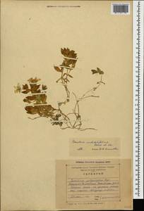 Cerastium undulatifolium Somm. & Levier, Caucasus, Stavropol Krai, Karachay-Cherkessia & Kabardino-Balkaria (K1b) (Russia)