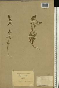 Thymus pannonicus All., Eastern Europe, North Ukrainian region (E11) (Ukraine)