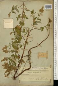 Mentha longifolia (L.) L., Caucasus, Azerbaijan (K6) (Azerbaijan)