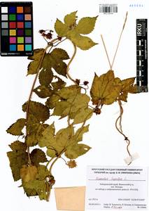 Humulus lupulus L., Siberia, Russian Far East (S6) (Russia)