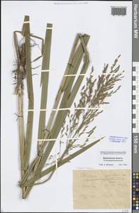 Glyceria maxima (Hartm.) Holmb., Eastern Europe, Central forest-and-steppe region (E6) (Russia)