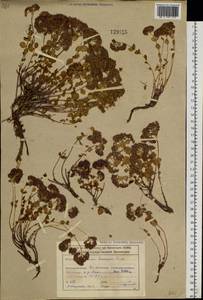 Hylotelephium ewersii (Ledeb.) H. Ohba, Siberia, Altai & Sayany Mountains (S2) (Russia)