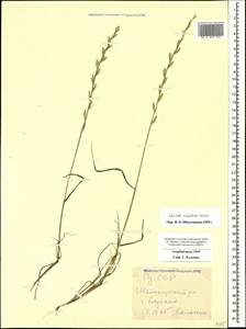 Lolium rigidum Gaudin, Caucasus, Azerbaijan (K6) (Azerbaijan)