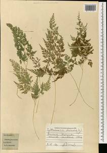 Odontosoria chinensis subsp. chinensis, South Asia, South Asia (Asia outside ex-Soviet states and Mongolia) (ASIA) (Japan)