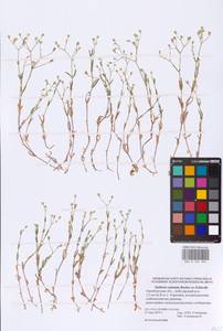 Stellaria graminea L., Eastern Europe, Eastern region (E10) (Russia)