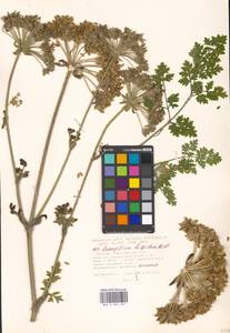 Silphiodaucus hispidus (M. Bieb.) Spalik, Wojew., Banasiak, Piwczyñski & Reduron, Eastern Europe, Moscow region (E4a) (Russia)