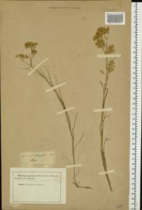 Eremogone longifolia (M. Bieb.) Fenzl, Eastern Europe, Rostov Oblast (E12a) (Russia)