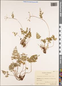 Pternopetalum leptophyllum (Dunn) Hand.-Mazz., South Asia, South Asia (Asia outside ex-Soviet states and Mongolia) (ASIA) (China)