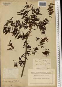 Taxus cuspidata Siebold & Zucc., South Asia, South Asia (Asia outside ex-Soviet states and Mongolia) (ASIA) (Japan)