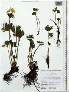 Anemonastrum narcissiflorum subsp. crinitum (Juz.) Raus, Siberia, Baikal & Transbaikal region (S4) (Russia)